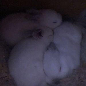 Meet your Posher, Emillie